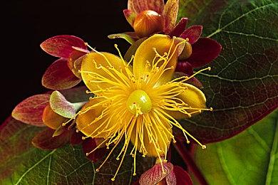 《寂静岭2：重制版》片尾出现ZZZQ公司 玩家：看女性长着男人脸就知道了